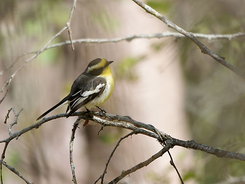Tumbes Chat-Tyrant eBird name: Tumbes Chat-Tyrant  (Ochthoeca salvini)
en.WP name: Tumbes Tyrant (Tumbezia salvini), also IOC World Bird List (v 14.2), 2024 Endemic species,Geotagged,Ochthoeca salvini,Peru,Spring,Tumbes tyrant