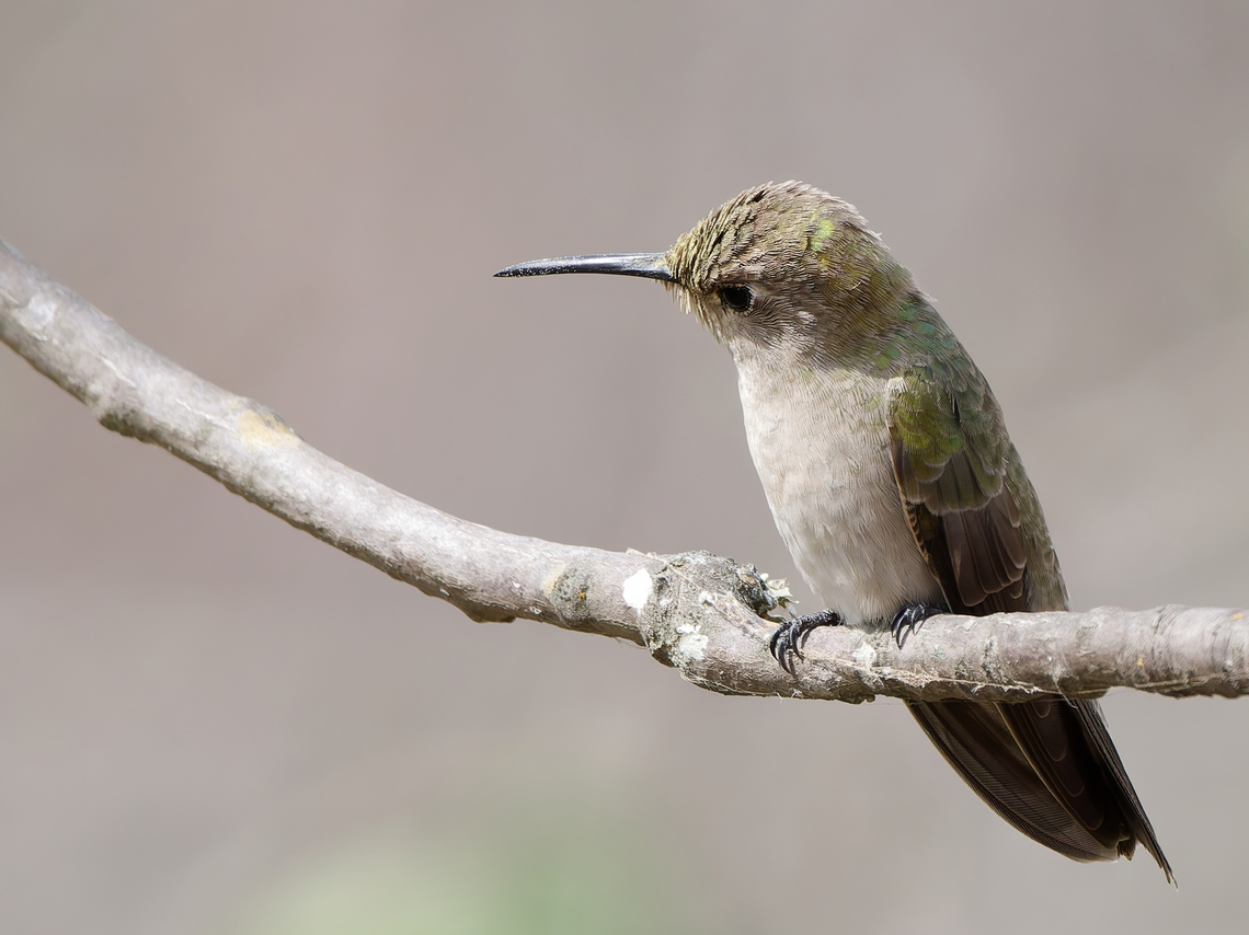 Tumbes Hummingbird in Peru  Geotagged,Peru,Spring,Thaumasius baeri,Tumbes hummingbird,near endemic