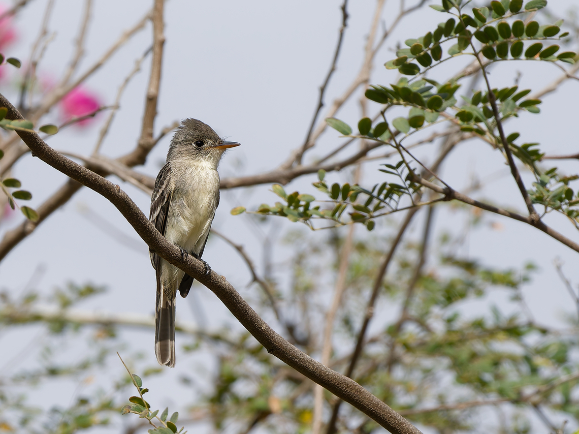 Tumbes Pewee in Peru  Contopus punensis,Geotagged,Peru,Spring,Tumbes pewee,near endemic