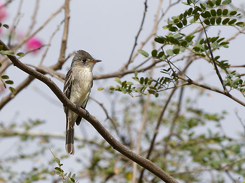 Tumbes Pewee in Peru  Contopus punensis,Geotagged,Peru,Spring,Tumbes pewee,near endemic
