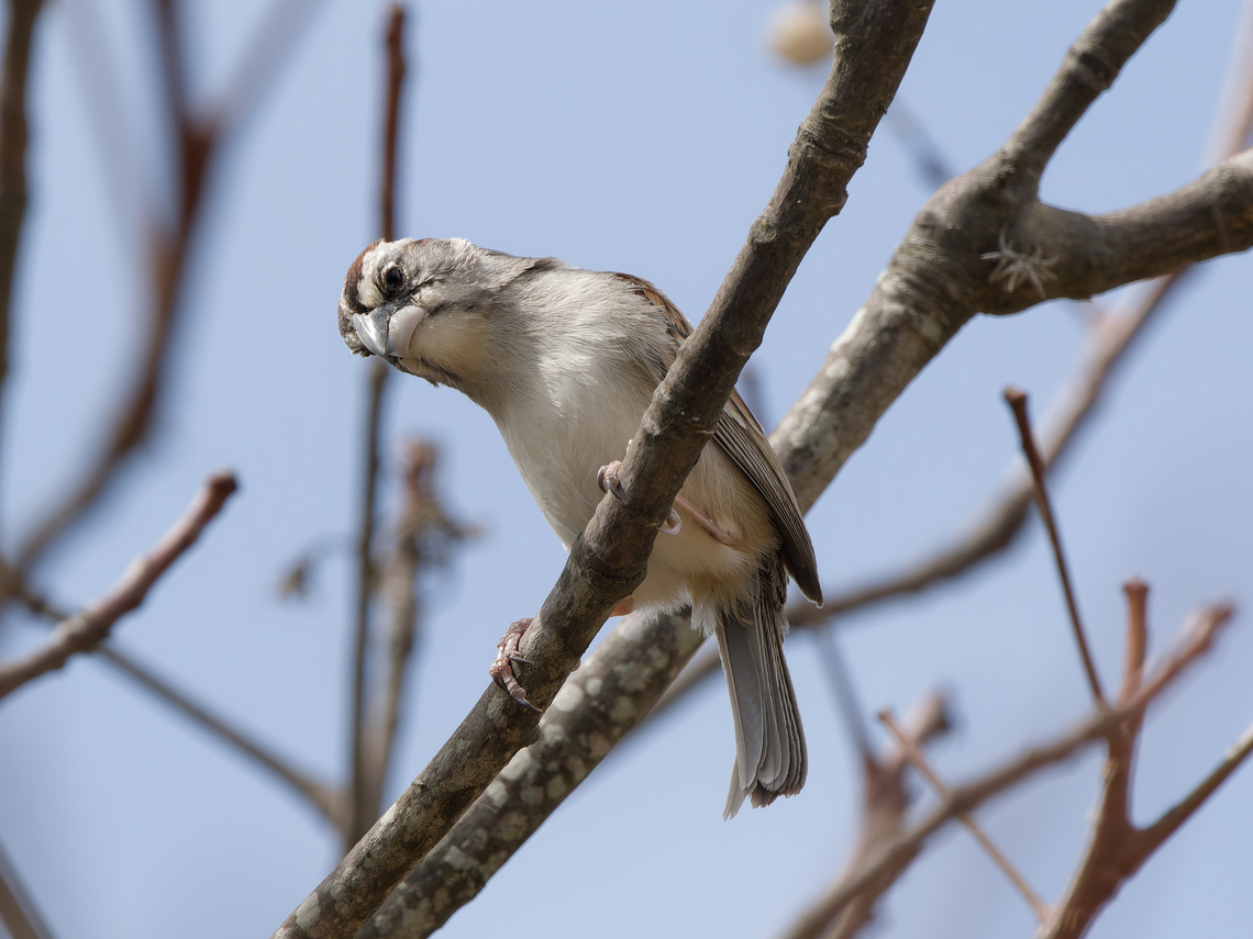 Tumbes Sparrow in northern Peru  Geotagged,Peru,Rhynchospiza stolzmanni,Spring,Tumbes sparrow
