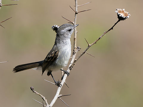Tumbesian Tyrannulet  Geotagged,Nesotriccus tumbezana,Peru,Spring,Tumbes tyrannulet,Tumbesian Tyrannulet,near endemic