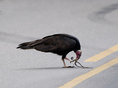 Turkey Vulture in Peru with prey on the road Cathartes aura,Geotagged,Peru,Spring,Turkey vulture