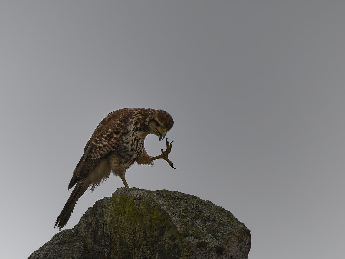Variable Hawk in Peru  Geotagged,Geranoaetus polyosoma,Peru,Spring,Variable hawk