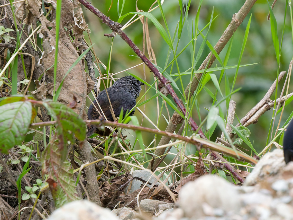 Vilcabamba Tapaculo in Peru  Endemic species,Geotagged,Peru,Scytalopus urubambae,Spring,Vilcabamba tapaculo