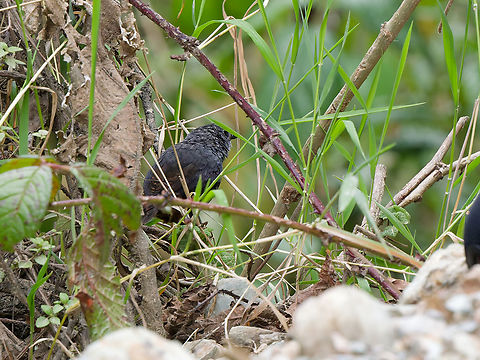 Vilcabamba Tapaculo in Peru  Endemic species,Geotagged,Peru,Scytalopus urubambae,Spring,Vilcabamba tapaculo