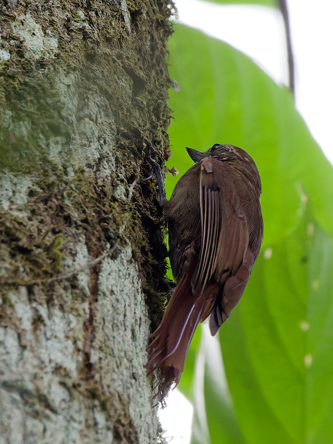 Wedge-billed Woodcreeper in Peru  Geotagged,Glyphorynchus spirurus,Peru,Spring,Wedge-billed woodcreeper
