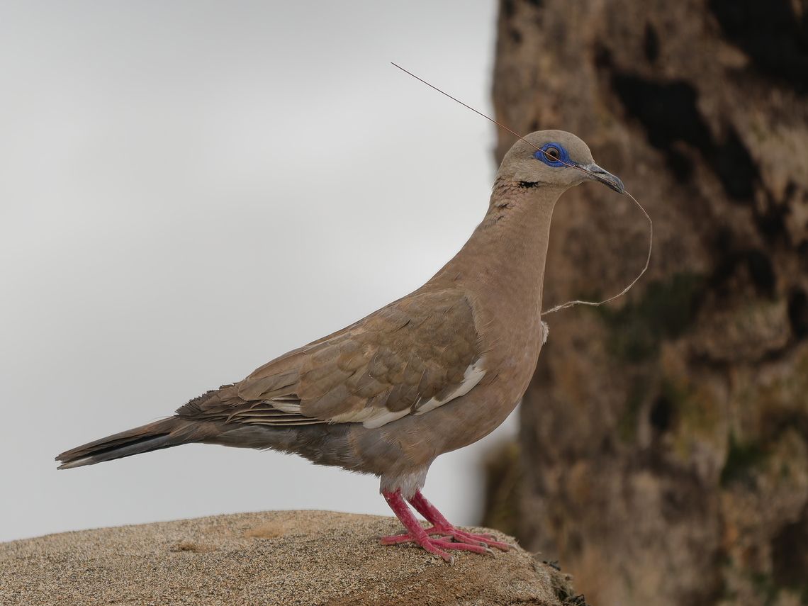West Peruvian Dove in Peru with nesting material West Peruvian dove,Zenaida meloda