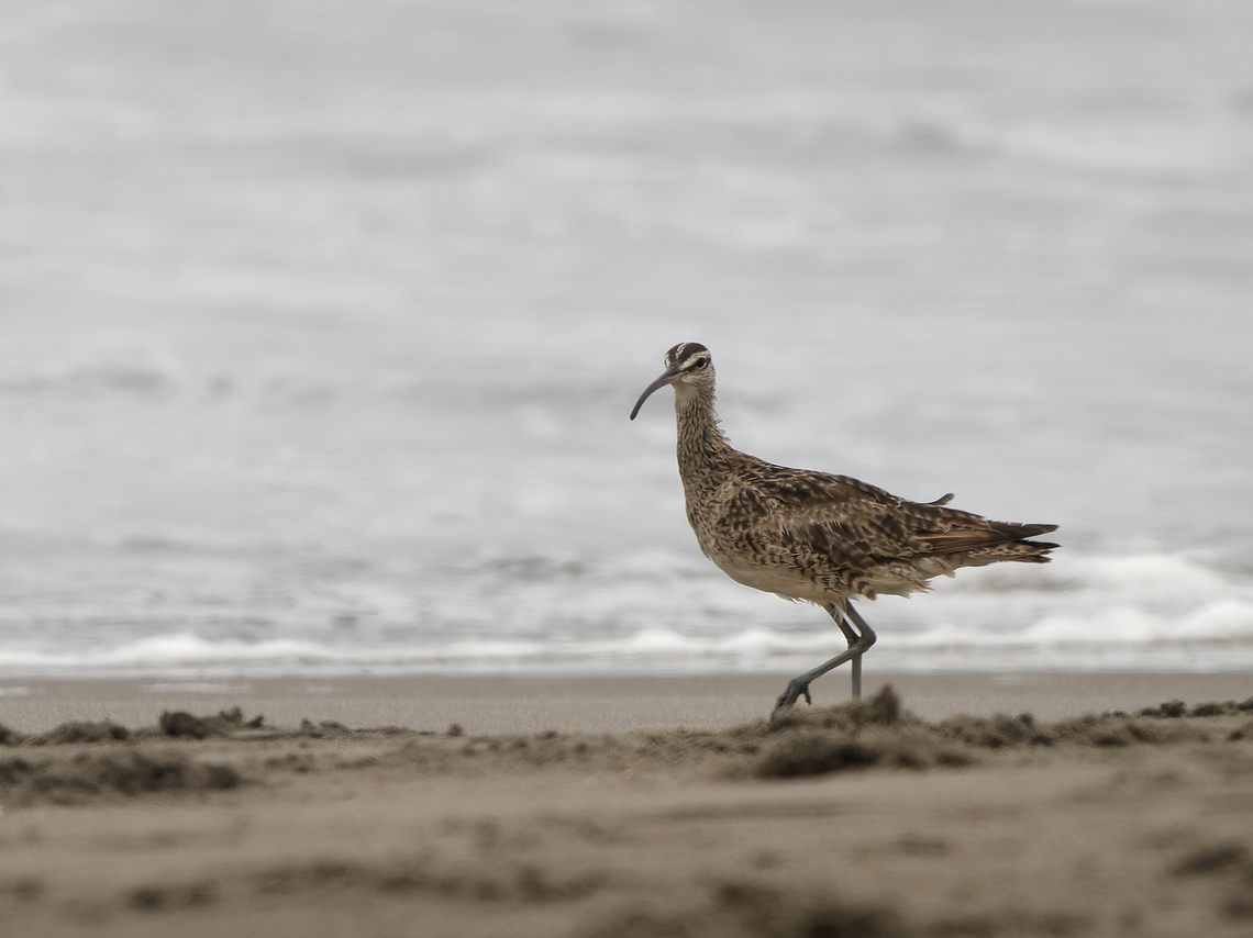 Whimbrel in Peru  Geotagged,Numenius phaeopus,Peru,Spring,Whimbrel