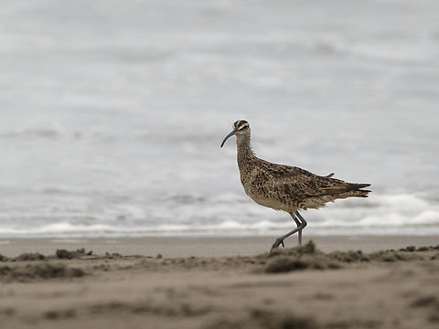 Whimbrel in Peru  Geotagged,Numenius phaeopus,Peru,Spring,Whimbrel