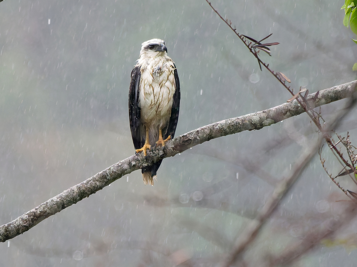 White Hawk in Peru waiting for the rain to stop Geotagged,Peru,Pseudastur albicollis,Spring,White Hawk
