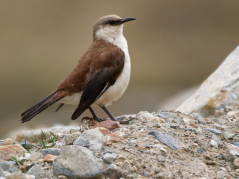 White-bellied Cinclodes in Peru  Cinclodes palliatus,Endemic species,Geotagged,Peru,Spring,White-bellied cinclodes