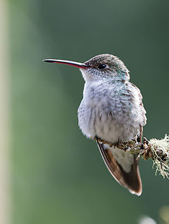 White-bellied Hummingbird in Peru  Elliotomyia chionogaster,Geotagged,Peru,Spring,White-bellied hummingbird