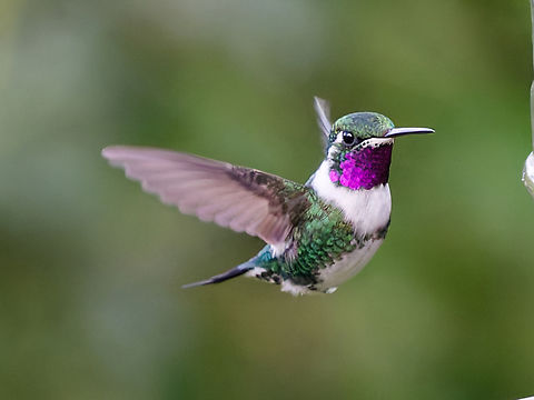 White-bellied Woodstar in Peru approaching its target Chaetocercus mulsant,Geotagged,Peru,Spring,White-bellied woodstar
