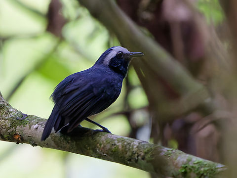 White-browed Antbird in Peru  Geotagged,Myrmoborus leucophrys,Peru,Spring,White-browed antbird