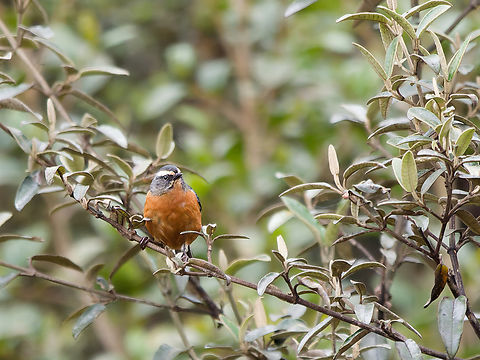 White-browed Conebill  Conirostrum ferrugineiventre,Geotagged,Peru,Spring,White-browed conebill,near endemic
