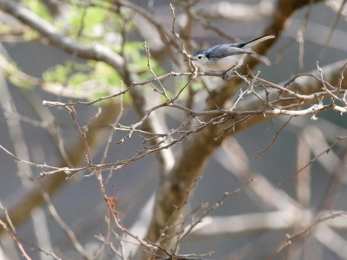 White-browed Gnatcatcher in Peru  Geotagged,Peru,Polioptila bilineata,Spring,White-browed gnatcatcher