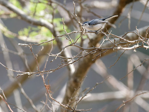 White-browed Gnatcatcher in Peru  Geotagged,Peru,Polioptila bilineata,Spring,White-browed gnatcatcher