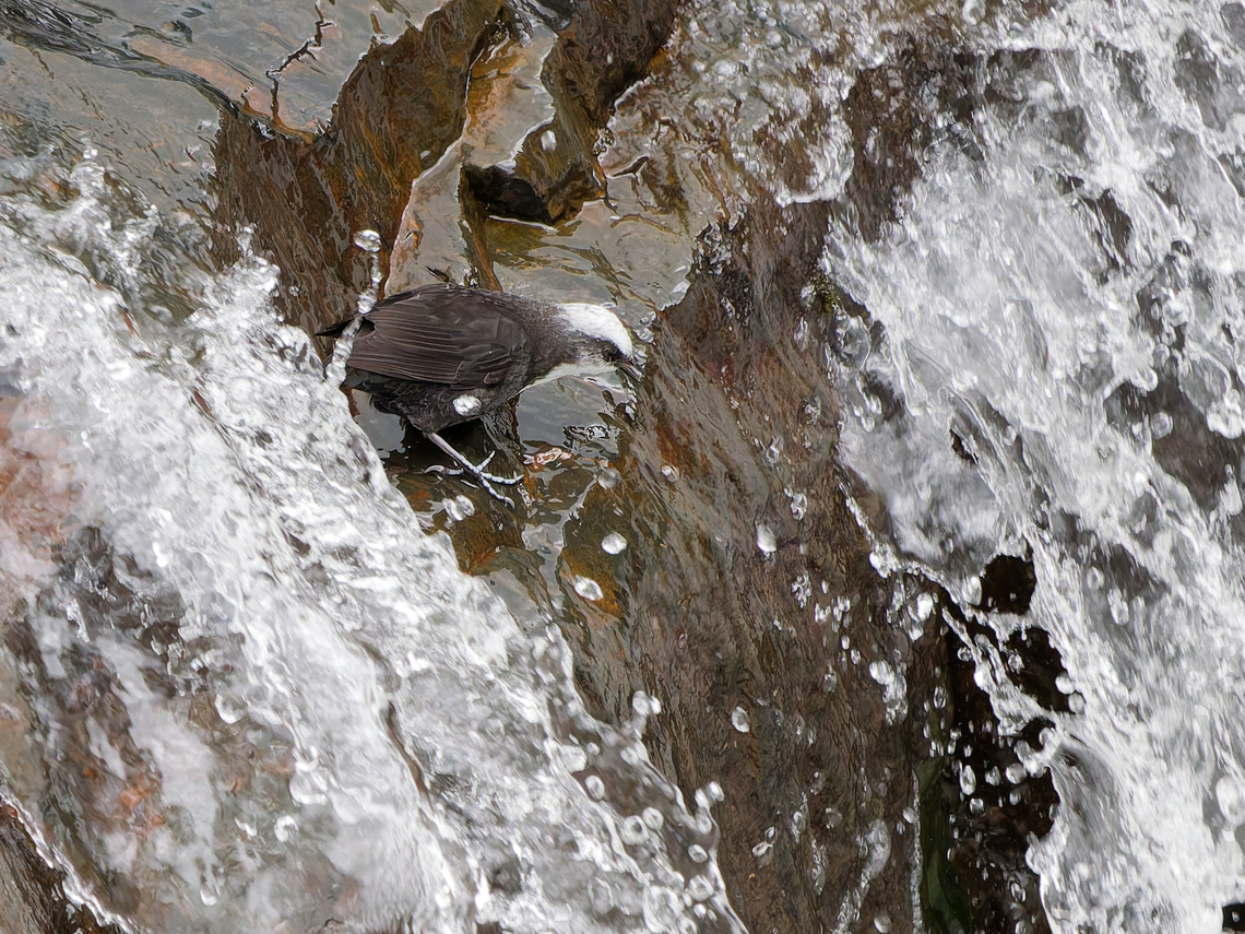 White-capped Dipper in Peru  Cinclus leucocephalus,Geotagged,Peru,Spring,White-capped dipper