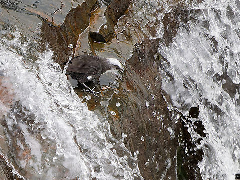 White-capped Dipper in Peru  Cinclus leucocephalus,Geotagged,Peru,Spring,White-capped dipper