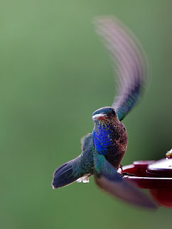 White-chinned Sapphire  Geotagged,Hylocharis cyanus,Peru,Spring,White-chinned sapphire