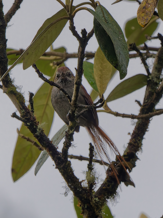 White-chinned Thistletail in Peru  Asthenes fuliginosa,Geotagged,Peru,Spring,White-chinned thistletail