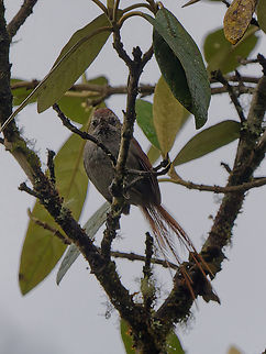 White-chinned Thistletail in Peru  Asthenes fuliginosa,Geotagged,Peru,Spring,White-chinned thistletail