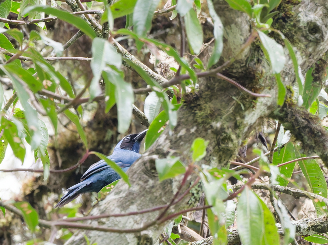 White-collared Jay in Peru  Cyanolyca viridicyanus,Geotagged,Peru,Spring,White-collared jay,near endemic