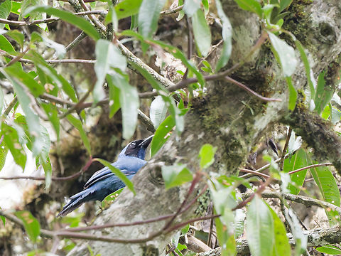 White-collared Jay in Peru  Cyanolyca viridicyanus,Geotagged,Peru,Spring,White-collared jay,near endemic