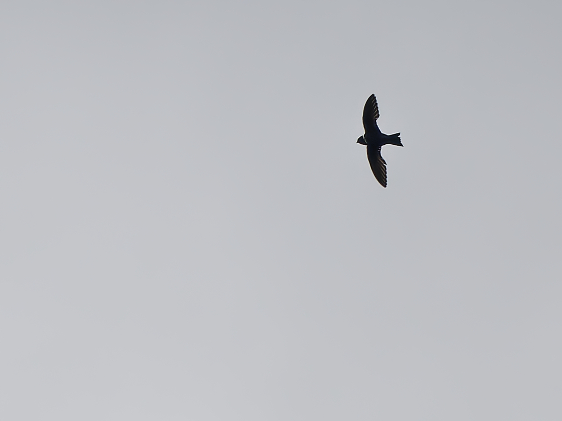 White-collared Swift in Peru  Geotagged,Peru,Spring,Streptoprocne zonaris,White-collared swift