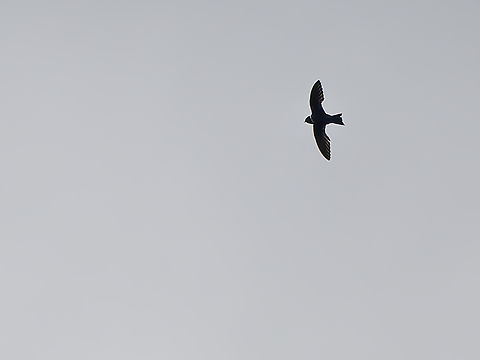 White-collared Swift in Peru  Geotagged,Peru,Spring,Streptoprocne zonaris,White-collared swift