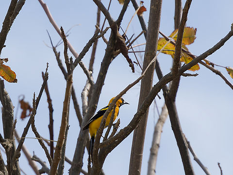 White-edged Oriole in Peru  Geotagged,Icterus graceannae,Peru,Spring,White-edged oriole,near endemic