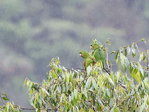 White-eyed Parakeet couple in the rain  Geotagged,Peru,Psittacara leucophthalma,Spring,White-eyed parakeet