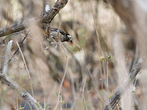White-headed Brushfinch in Peru  Atlapetes albiceps,Geotagged,Peru,Spring,White-headed brushfinch,near endemic