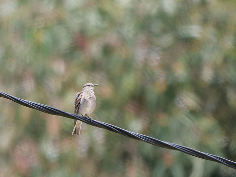 White-tailed Shrike-Tyrant in Peru  Agriornis albicauda,Geotagged,Peru,Spring