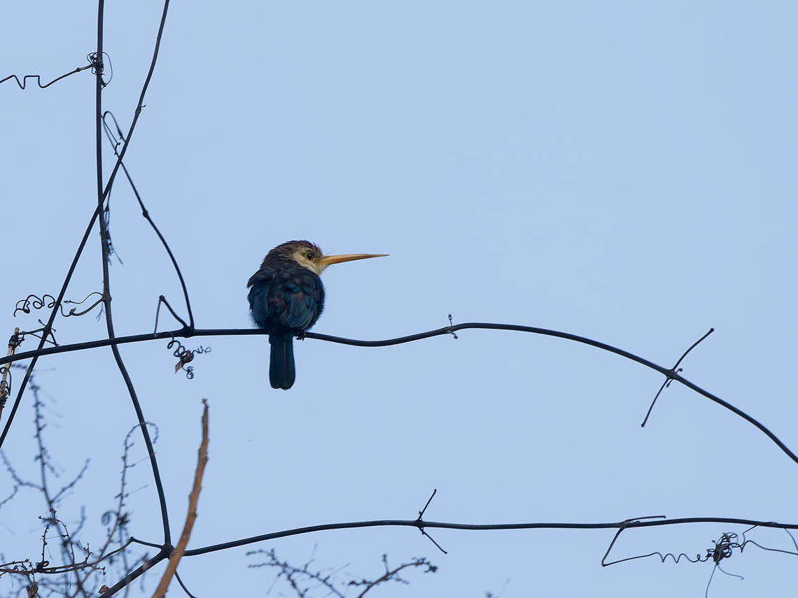 White-throated Jacamar  Brachygalba albogularis,Geotagged,Peru,Spring,White-throated jacamar