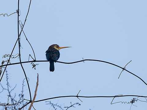 White-throated Jacamar  Brachygalba albogularis,Geotagged,Peru,Spring,White-throated jacamar