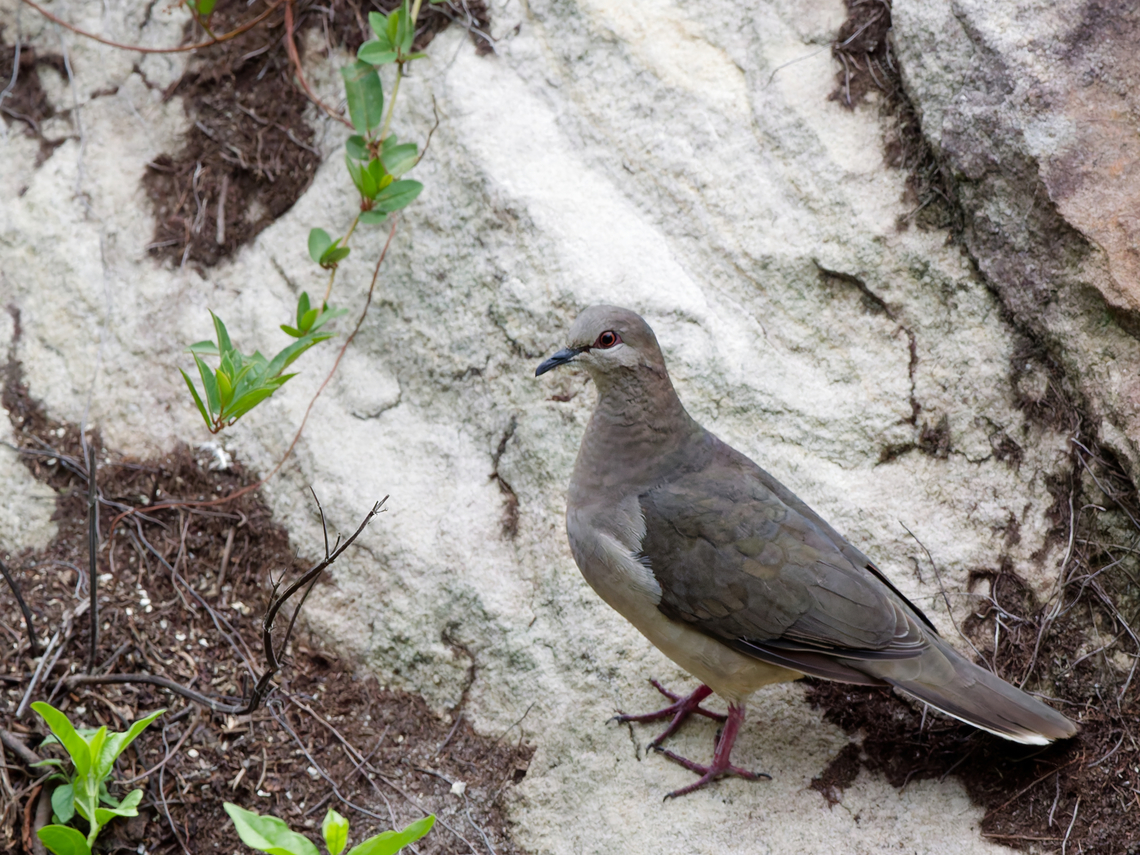 White-tipped Dove in Peru  Geotagged,Leptotila verreauxi,Peru,Spring,White-tipped Dove