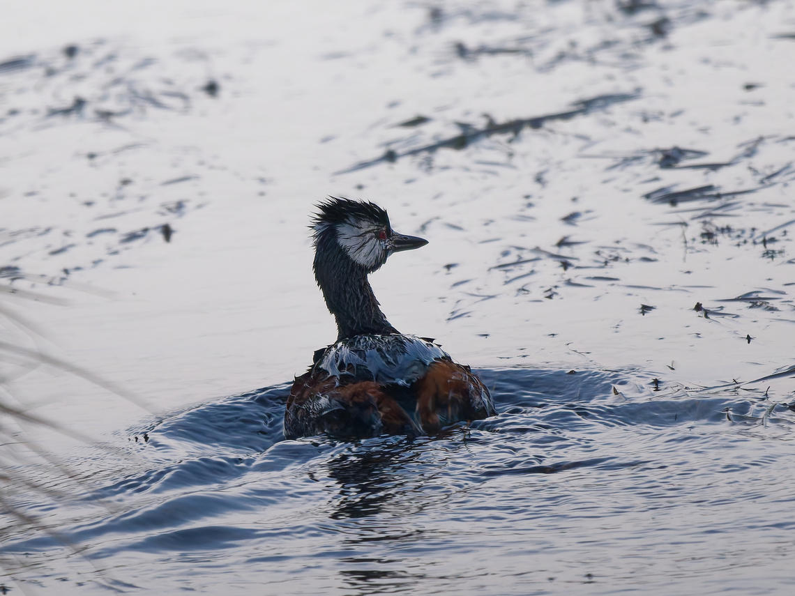 White-tufted Grebe in Peru  Geotagged,Peru,Rollandia rolland,Spring,White-tufted grebe