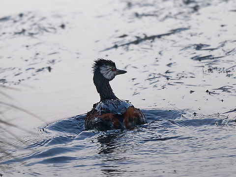White-tufted Grebe in Peru  Geotagged,Peru,Rollandia rolland,Spring,White-tufted grebe