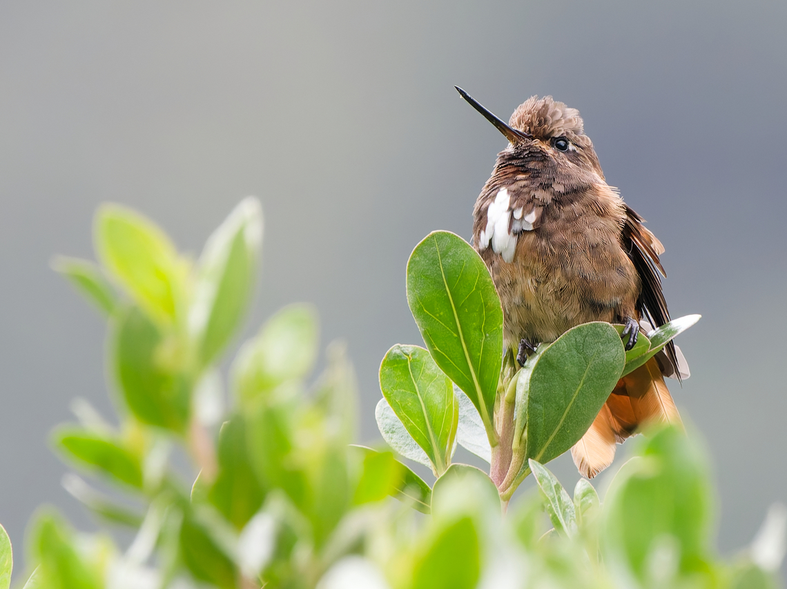 White-tufted Sunbeam  Aglaeactis castelnaudii,Endemic species,Geotagged,Peru,Spring,White-tufted sunbeam