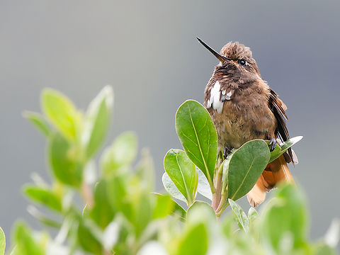 White-tufted Sunbeam  Aglaeactis castelnaudii,Endemic species,Geotagged,Peru,Spring,White-tufted sunbeam