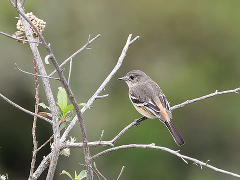 White-winged Black-Tyrant in Peru missing female Knipolegus aterrimus,White-winged black tyrant