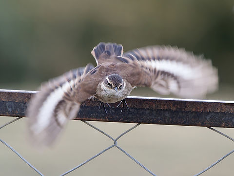 White-winged Cinclodes in Peru showing white in the wings Cinclodes atacamensis,Geotagged,Peru,Spring,White-winged cinclodes