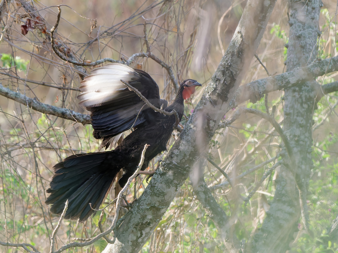 White-winged Guan  Endemic species,Geotagged,Penelope albipennis,Peru,Spring,White-winged guan