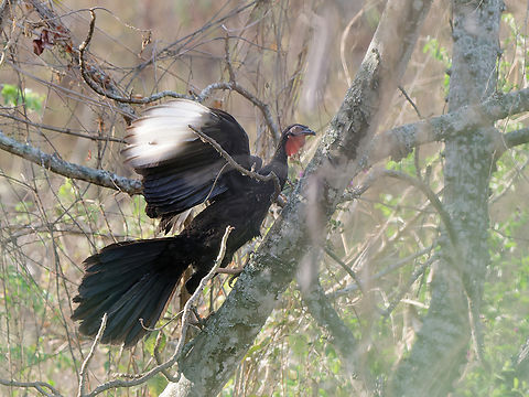 White-winged Guan  Endemic species,Geotagged,Penelope albipennis,Peru,Spring,White-winged guan