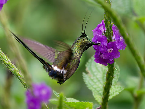 Wire-crested Thorntail in Peru  Discosura popelairii,Geotagged,Peru,Spring,Wire-crested thorntail