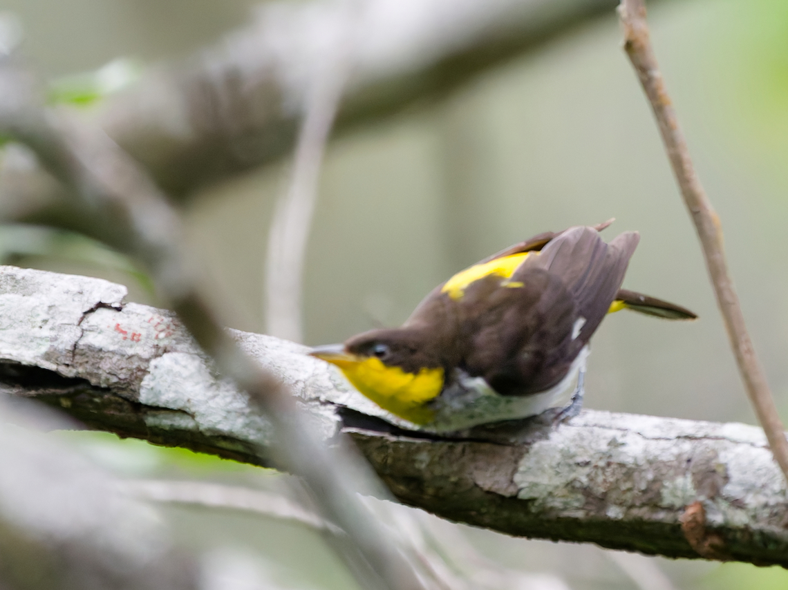 Yellow-backed Tanager in Peru  Geotagged,Hemithraupis flavicollis,Peru,Spring,Yellow-backed tanager