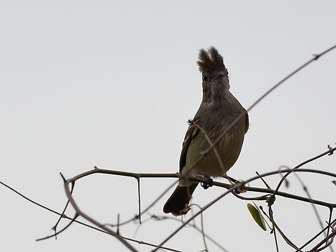 Yellow-bellied Elaenia in Peru  Elaenia flavogaster,Geotagged,Peru,Spring,Yellow-bellied elaenia