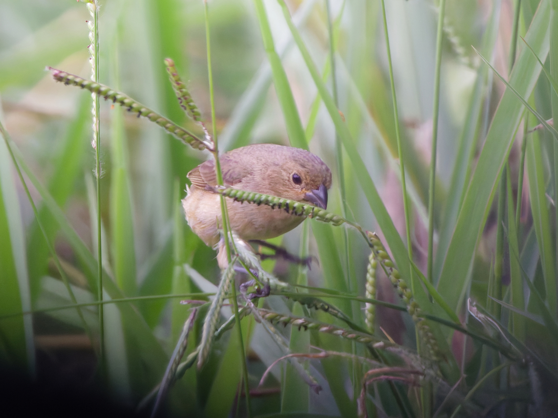 Yellow-bellied Seedeater in Peru  Geotagged,Peru,Sporophila nigricollis,Spring,Yellow-bellied seedeater
